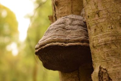 Close-up of tree trunk