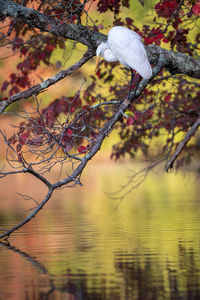 Gray heron on tree