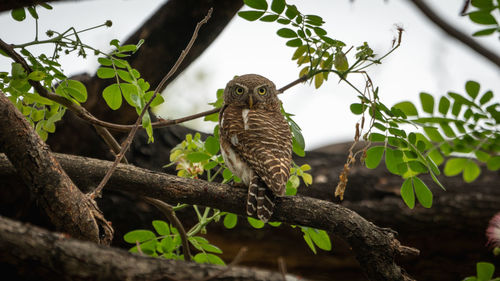 Bird perching on a tree