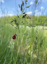 Ladybug on a plant