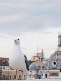 Seagull perching on built structure against sky