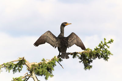 Back view of a cormorant dryinging its wings on a branch