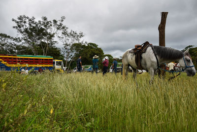 Horses on field against sky