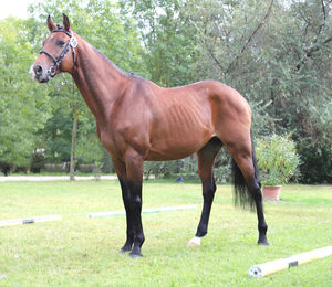 Horse standing on field