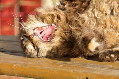 Close-up of cat yawning