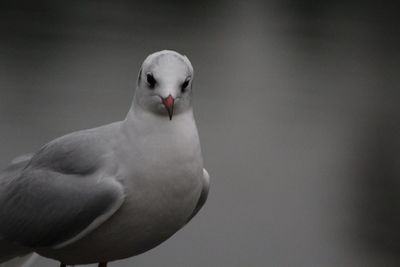 Close-up of seagull