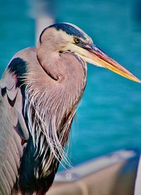 Close-up of a bird