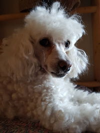 Close-up portrait of a dog at home