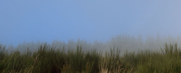 Panoramic shot of trees against clear blue sky