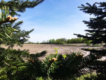 Scenic view of agricultural field against sky