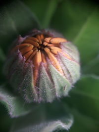 Close-up of flowering plant