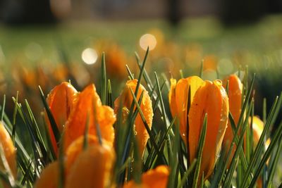 Close-up of wet crocus flowers