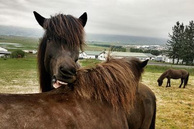 Horses standing on field against sky