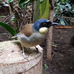 Close-up of cat against blurred background