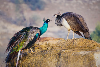 Close-up of birds perching on rock