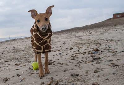 Portrait of dog on sand at beach