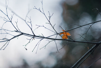 Close-up of orange leaf on a bare branch