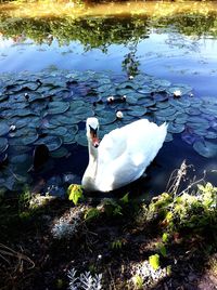 Bird swimming in water