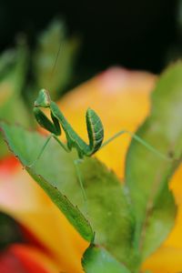 Close-up of insect on plant