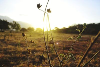 Close-up of flowering plants on field against sky