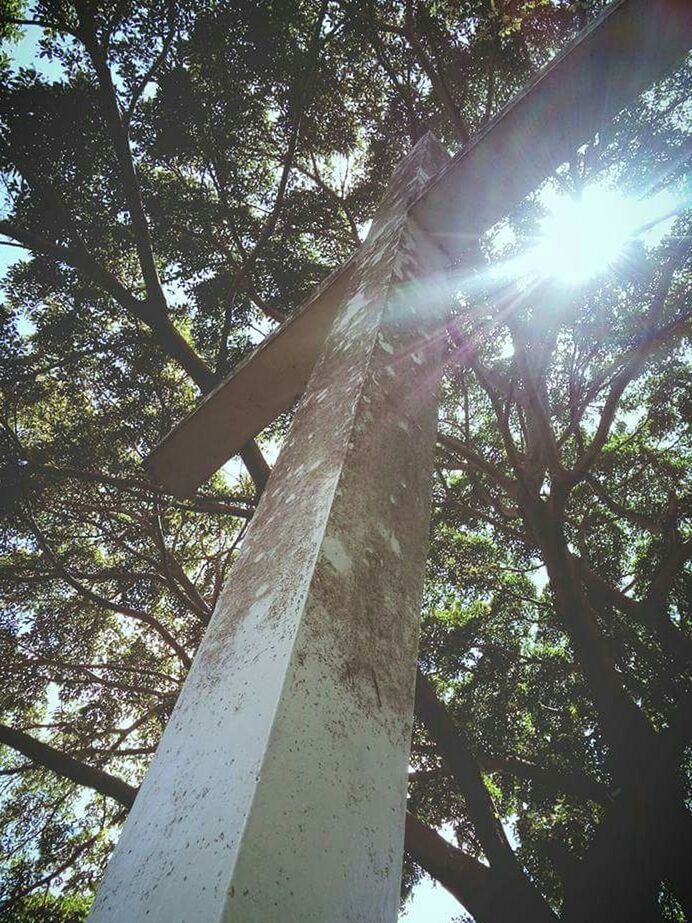 LOW ANGLE VIEW OF TREES AGAINST SKY