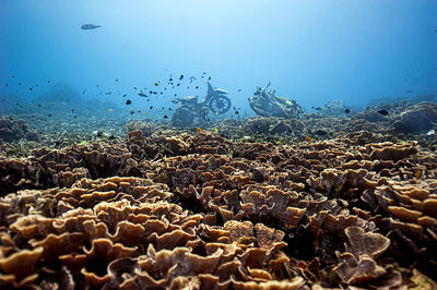 sea