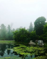 Scenic view of lake in forest against clear sky