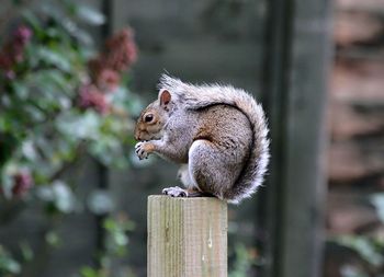 Close-up of squirrel on wood