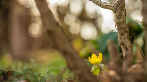 Close-up of yellow flowering plant on field