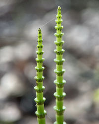 Close-up of plant against blurred background