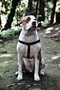 Dog looking away while sitting on land