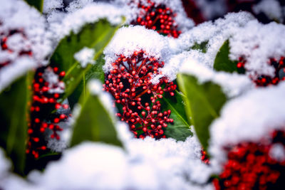 Close-up of frozen red berries