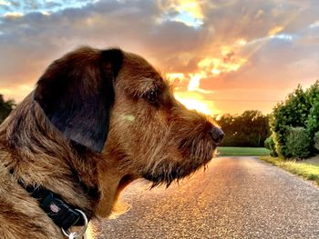 Close-up of dog looking away against sky during sunset