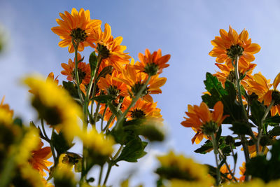 Close-up of yellow flowering plant against orange sky