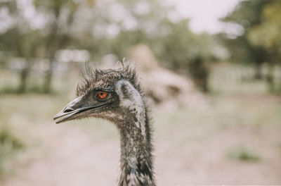 Close-up of emu looking away