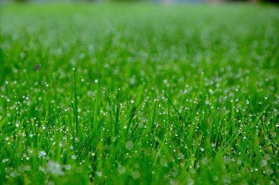 Close-up of grass growing on grassy field