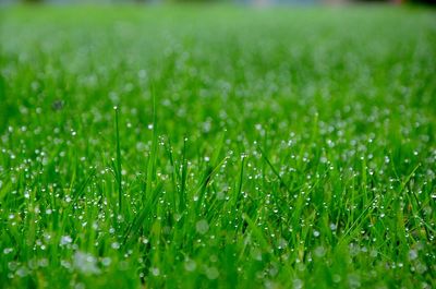 Close-up of grass growing on grassy field