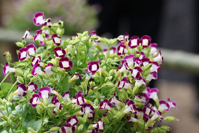 Close-up of pink flowers