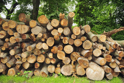 Stack of logs on tree trunk