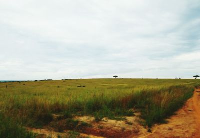 Scenic view of grassy field against sky