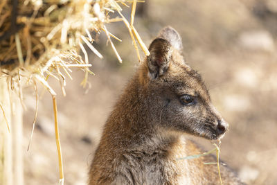 Close-up of wallaby