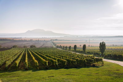 Scenic view of agricultural field against sky