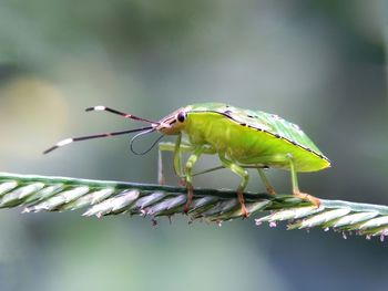 Close-up of bird perching on a plant