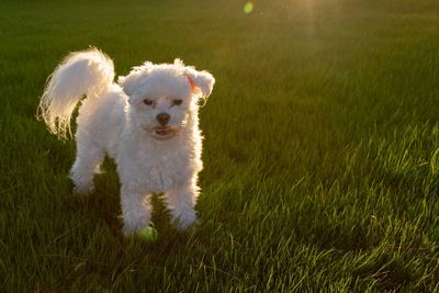 Dog in a field