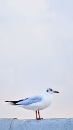 Seagull perching on a sea