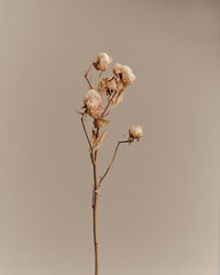 Close-up of wilted flower plant against sky