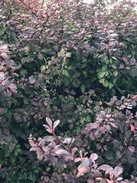 Close-up of pink flowering plants