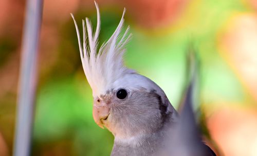 Close-up of bird