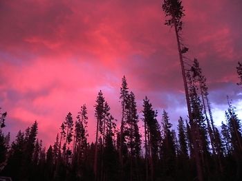 Low angle view of trees against sky