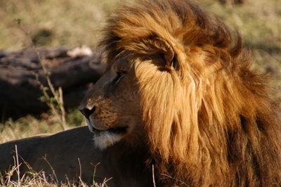 Lion looking away